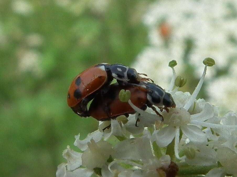 Image of Hippodamia