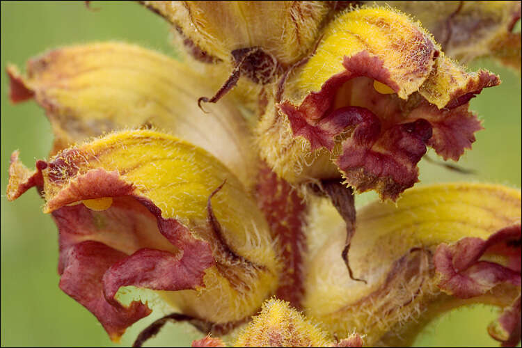 Image of Orobanche gracilis Sm.