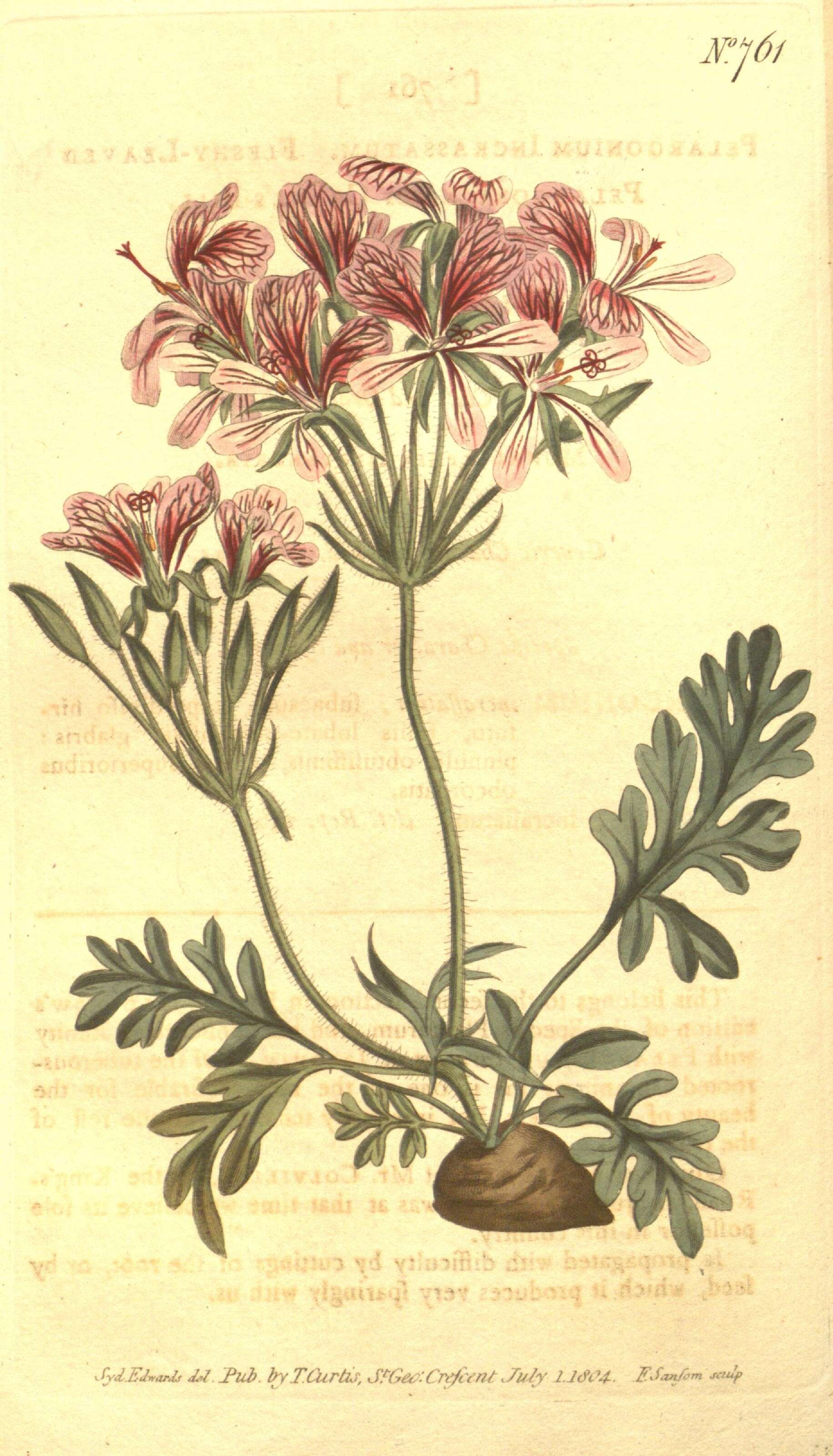 Image of Pelargonium incrassatum (Andr.) Sims