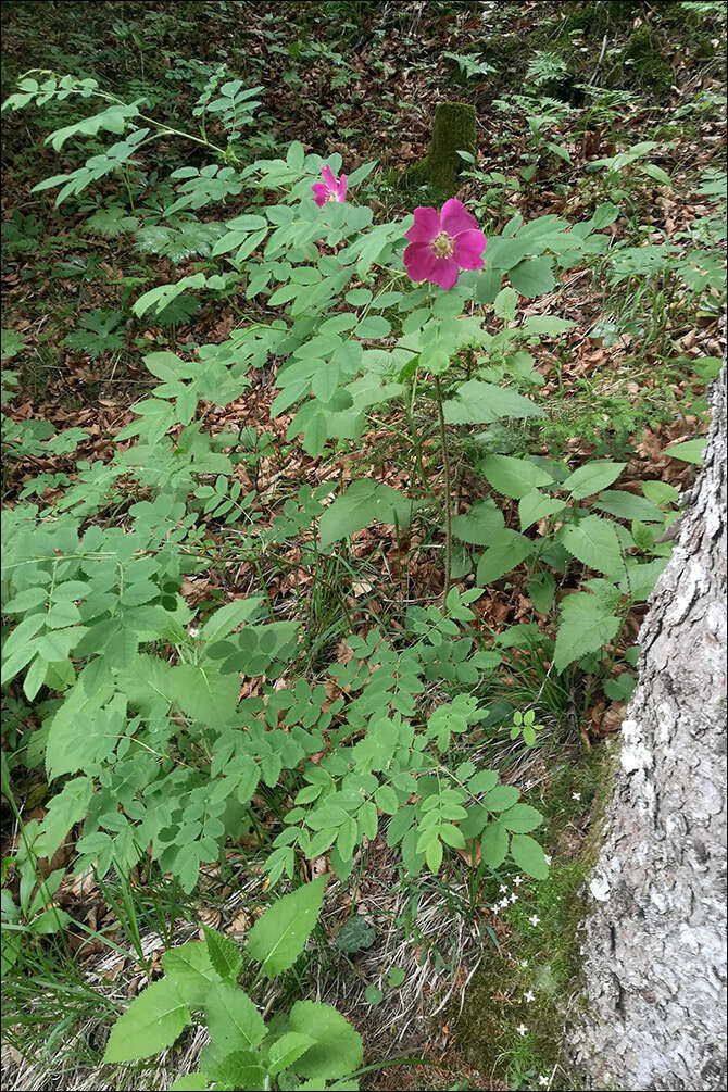 Image of alpine rose