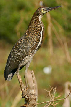 Image of Rufescent Tiger Heron