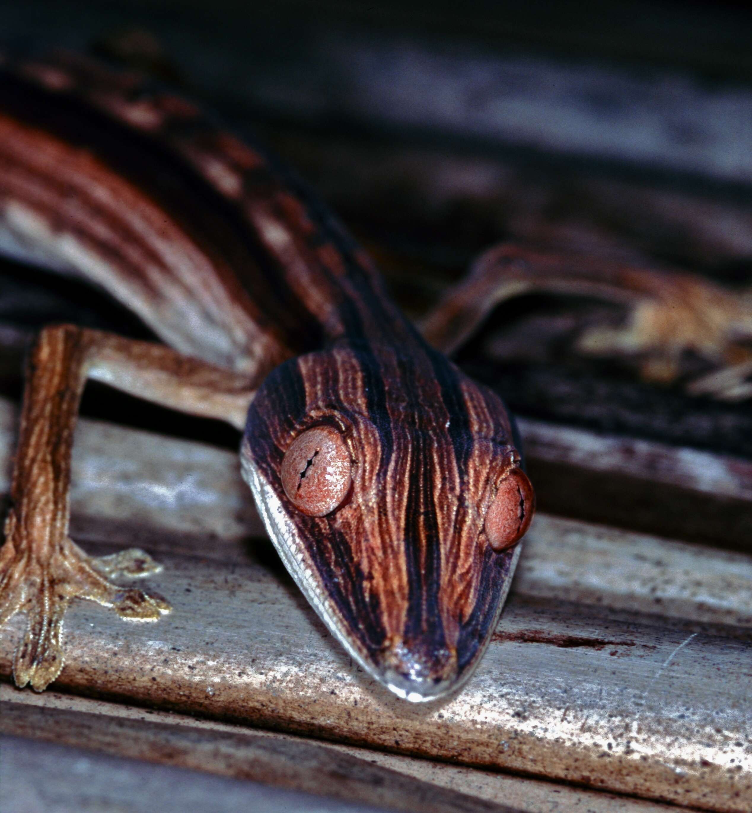 Image of Flat-tail geckos