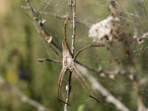 Image of nursery web spiders