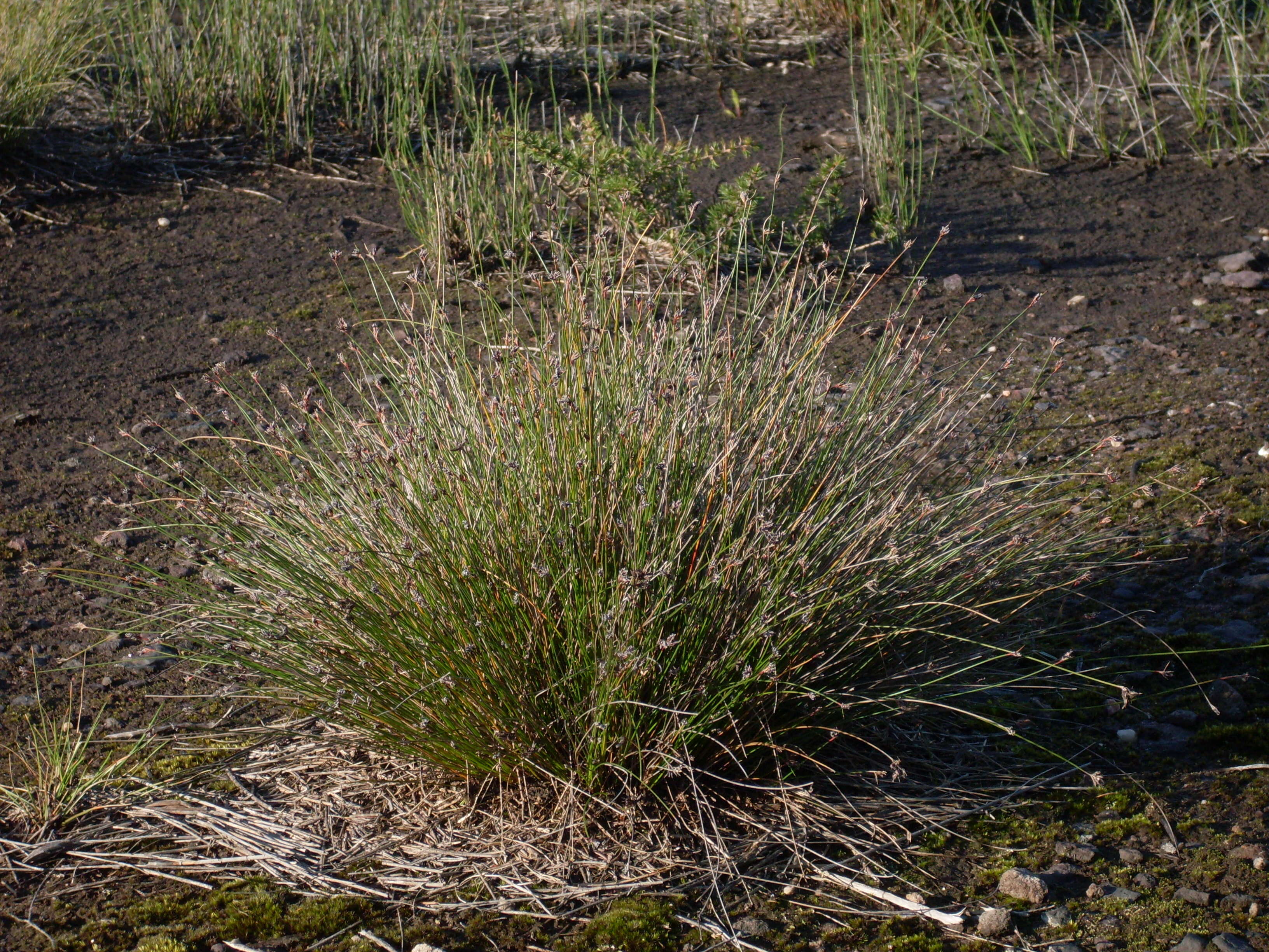 Image of bog-rush