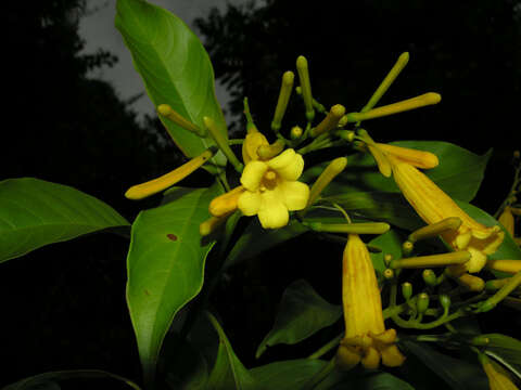 Image of Hamelia macrantha Little