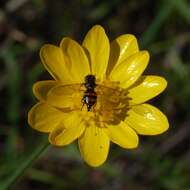 Image of Flower Flies