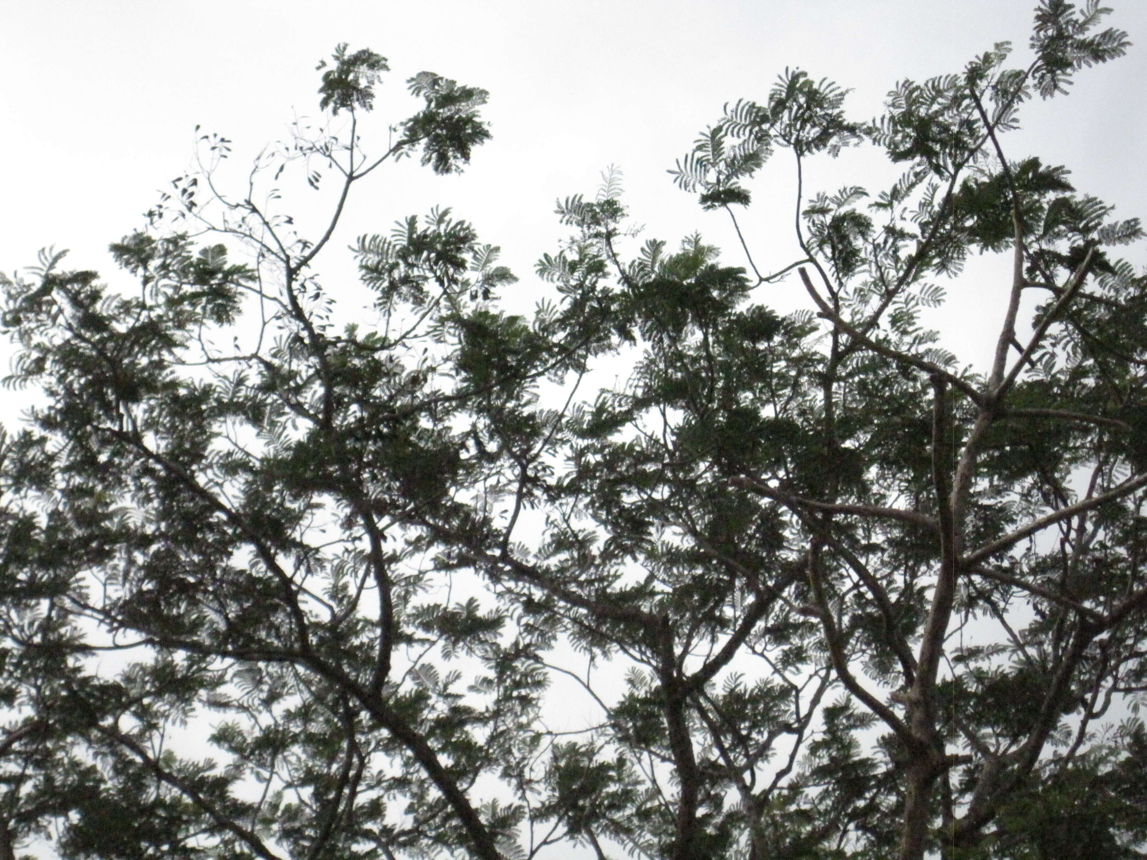 Image of Brazilian firetree