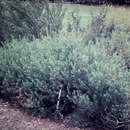Image of Spotted Fuchsia-Bush