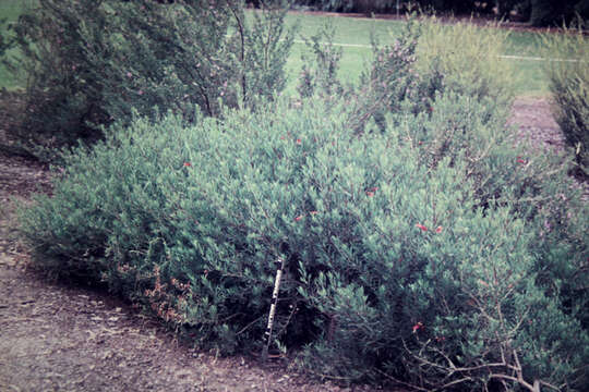 Image of Eremophila maculata (Ker-Gawler) F. Muell.