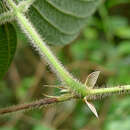Image of Periandra coccinea (Schrad.) Benth.