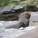 Image of South American Sea Lion