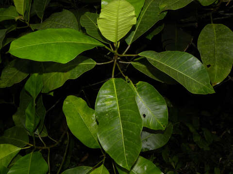 Ficus tonduzii Standl. resmi