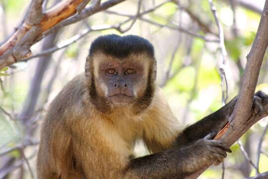 Image of Robust capuchin monkeys