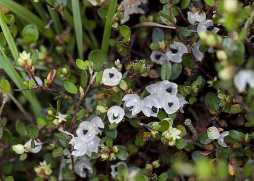 Image of sprawling wirevine