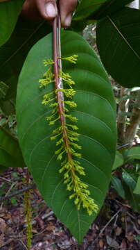 Image of Palicourea blanchetiana Schltdl.