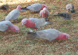 Image of cockatoos