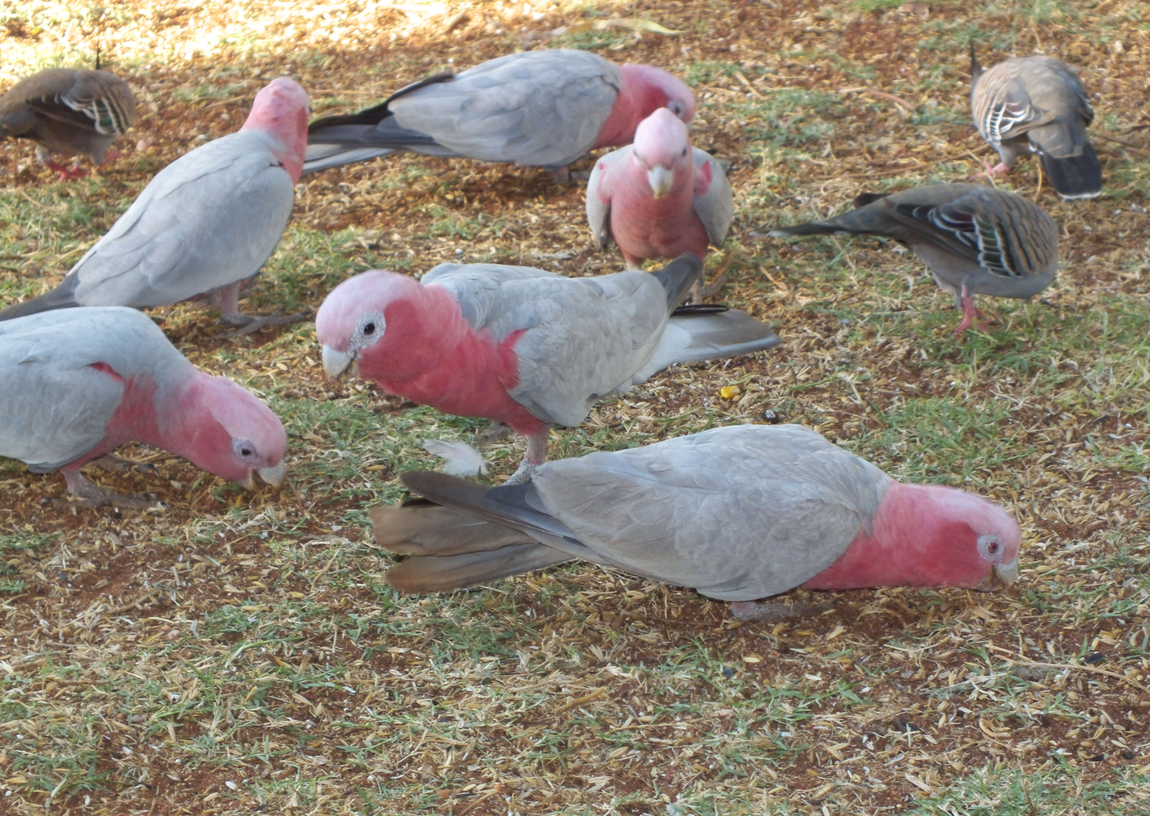 Image of cockatoos