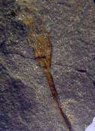 Image of <i>Caleidocrinus multiramus</i> Waagen & Jahn