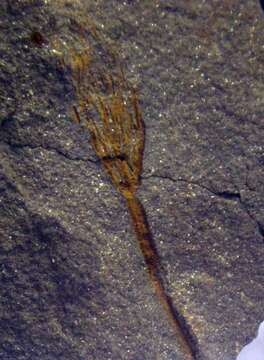 Image of Iocrinidae