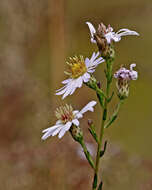 Image of eastern silver aster