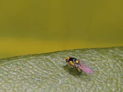 Image of Liriomyza