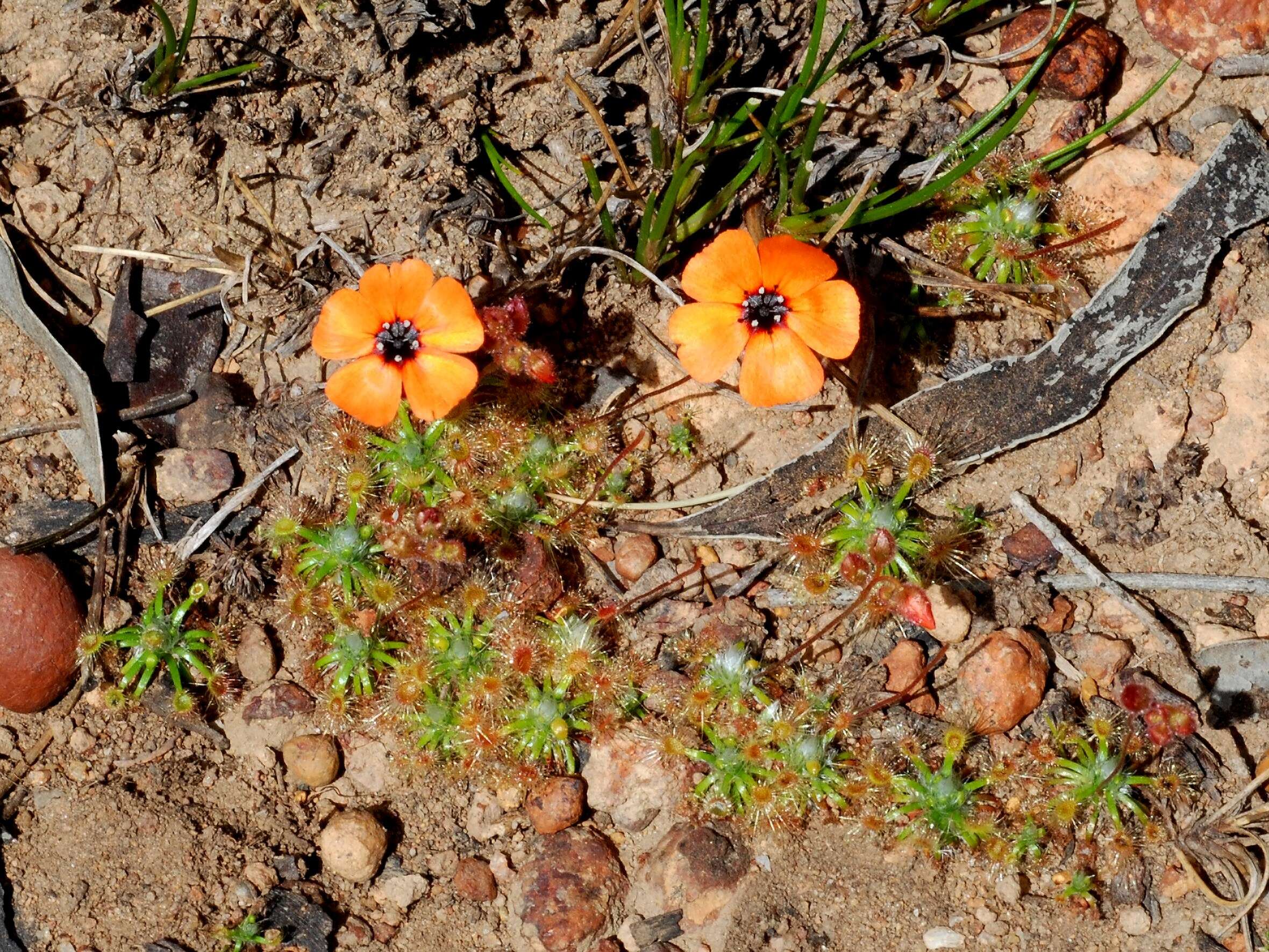 Imagem de Drosera sewelliae Diels