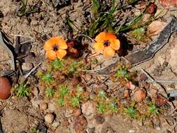 Image of Drosera sewelliae Diels