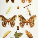 Image of Promethea Moth
