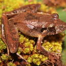 Image of Steindachner's Robber Frog; ra-da-mata