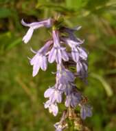 Image de Lobelia puberula Michx.