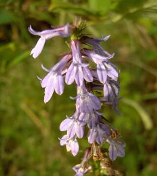 Image of downy lobelia