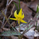 Image of dogtooth violet