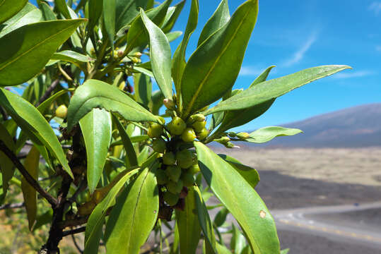 Myoporum sandwicense (A. DC.) Gray resmi