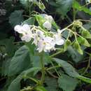 Image of Begonia mollicaulis Irmsch.