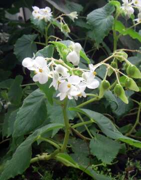 Image of Begonia mollicaulis Irmsch.