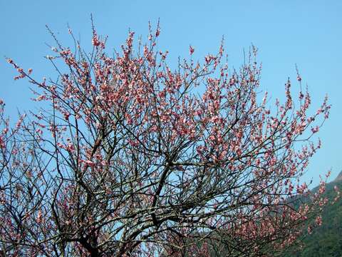 Image of plum