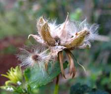 Image of Brazilian rosemallow