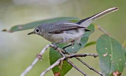 Image of gnatcatchers