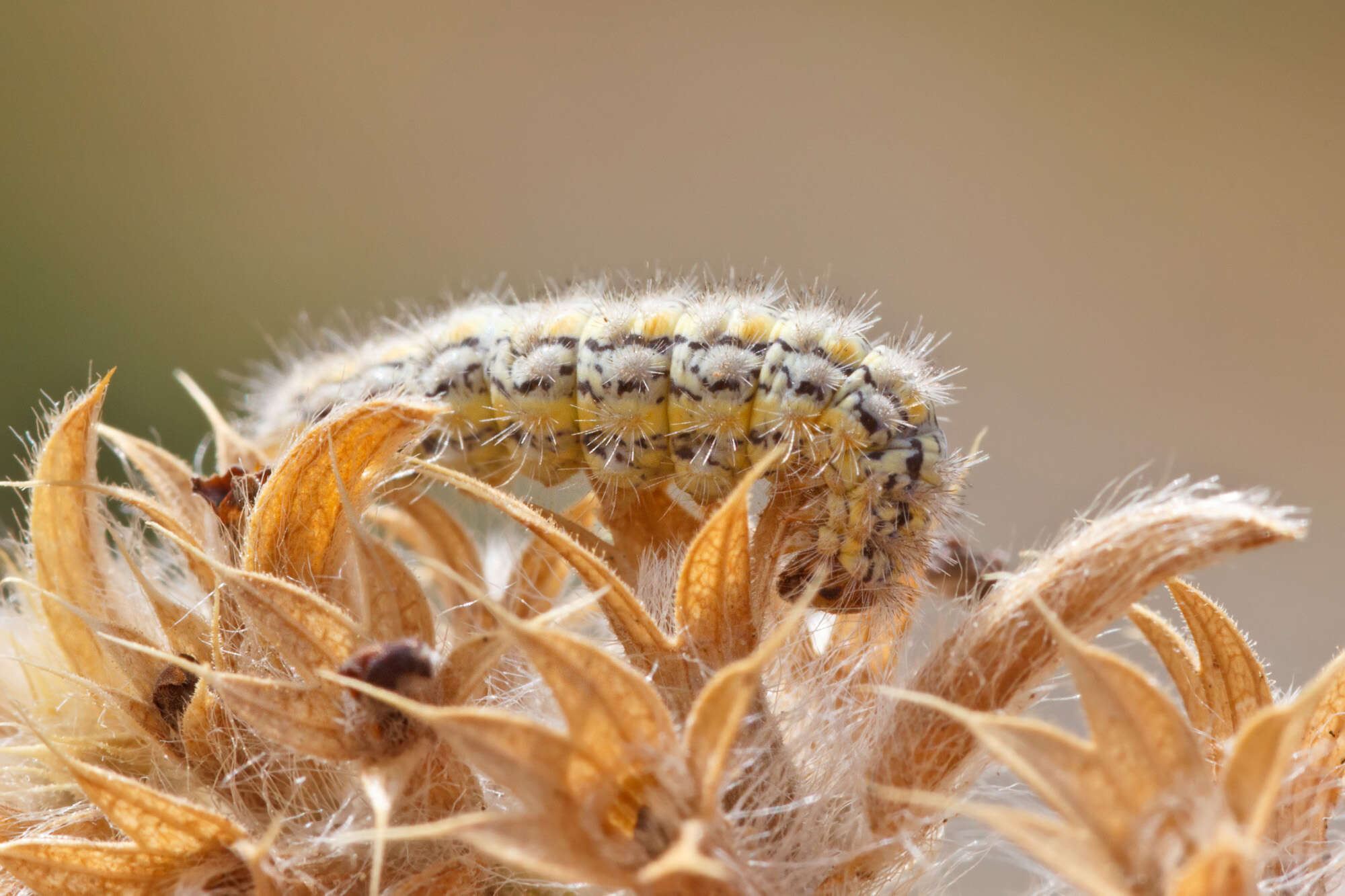 Image of Eilema palliatella (Scopoli 1763)