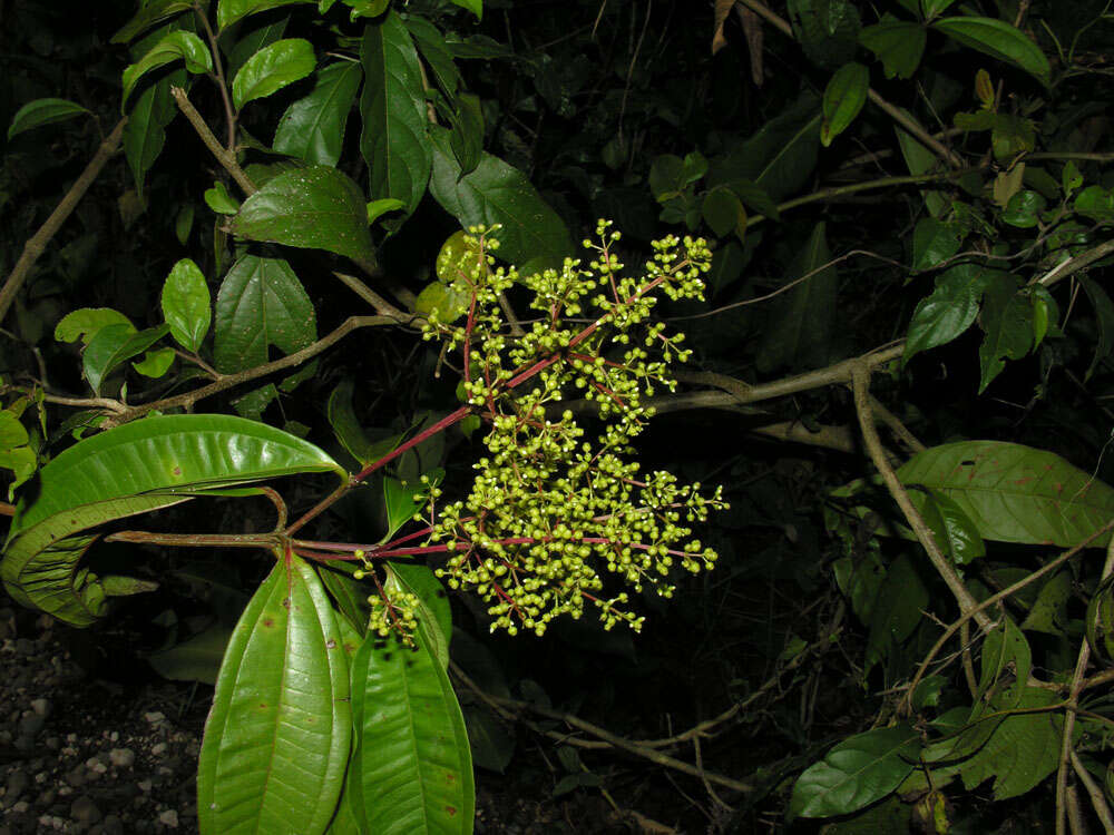 Imagem de Miconia longifolia (Aubl.) DC.