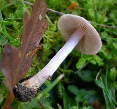 Image of Inocybe