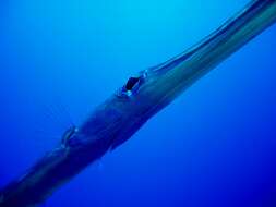 Image of Bluespotted cornetfish