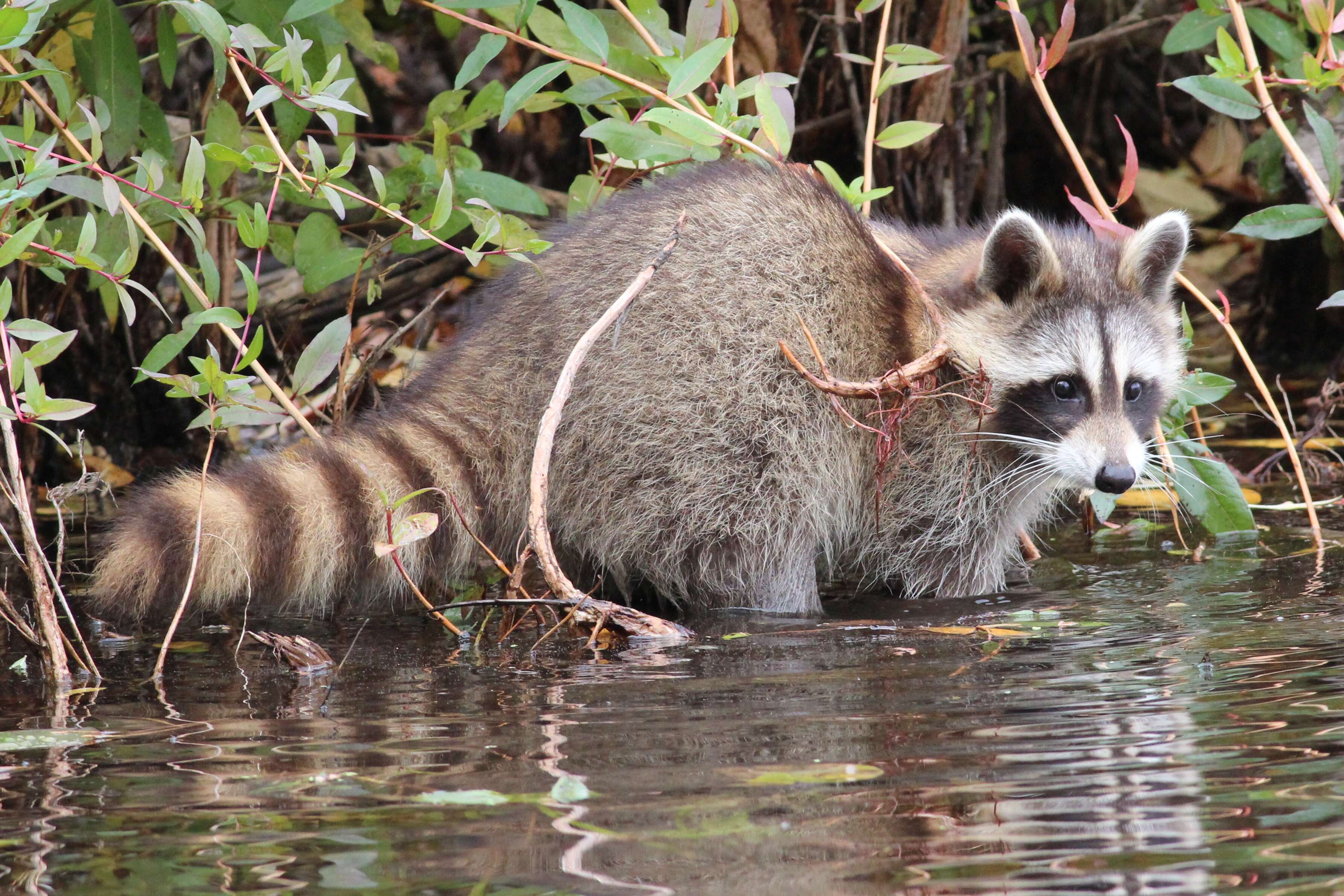 Image of Raccoons