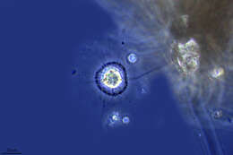 Image of Protist