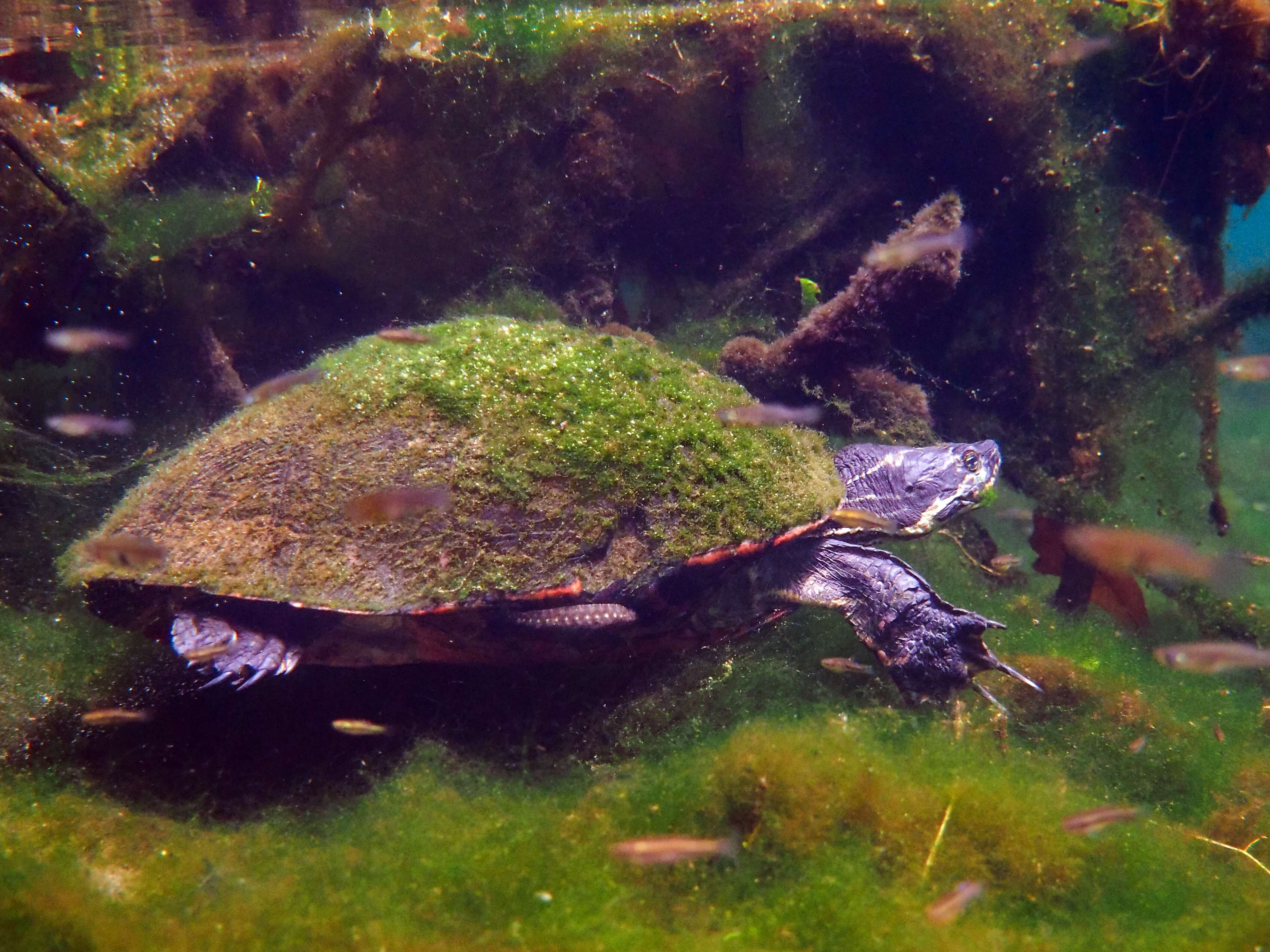 Image of Cooter Turtles