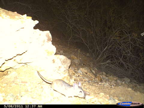 Image of White-throated Woodrat