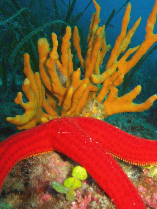 Image of red starfish