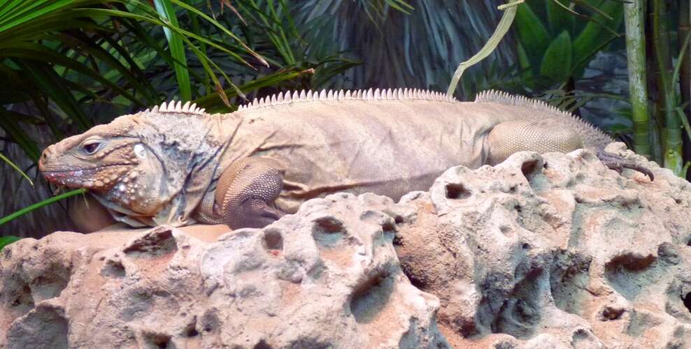 Image of Ground Iguanas