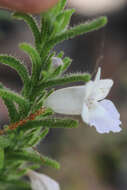 Image of Chloanthes parviflora Walp.