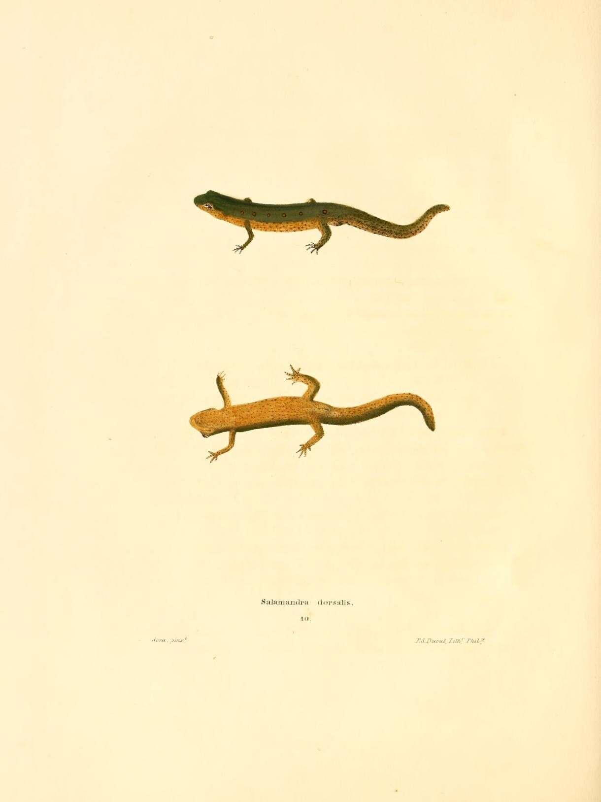 Image of Salamandra dorsalis